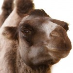 Kamel Persisch lernen